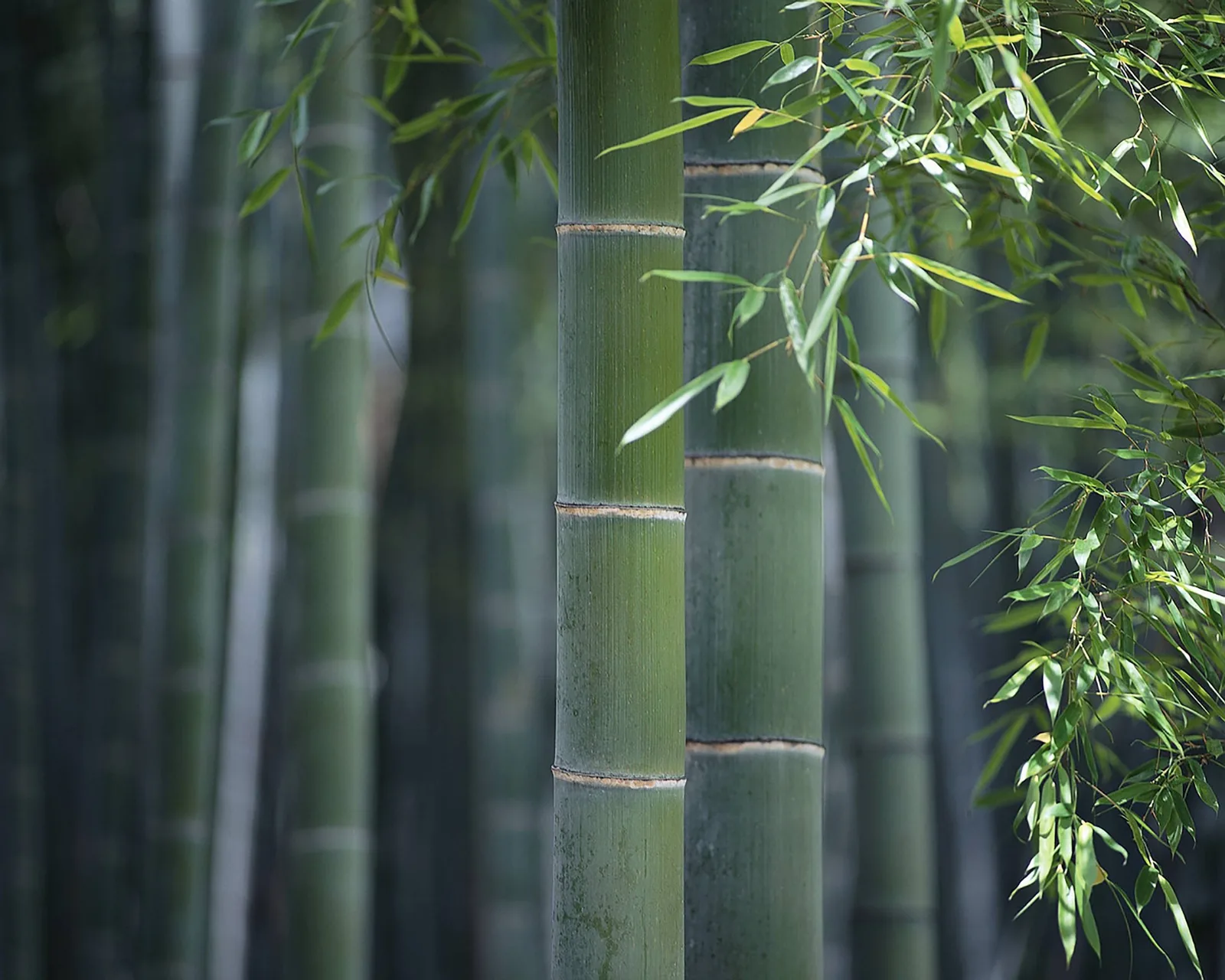 Forêt de bambou Moso à croissance rapide, ressource renouvelable